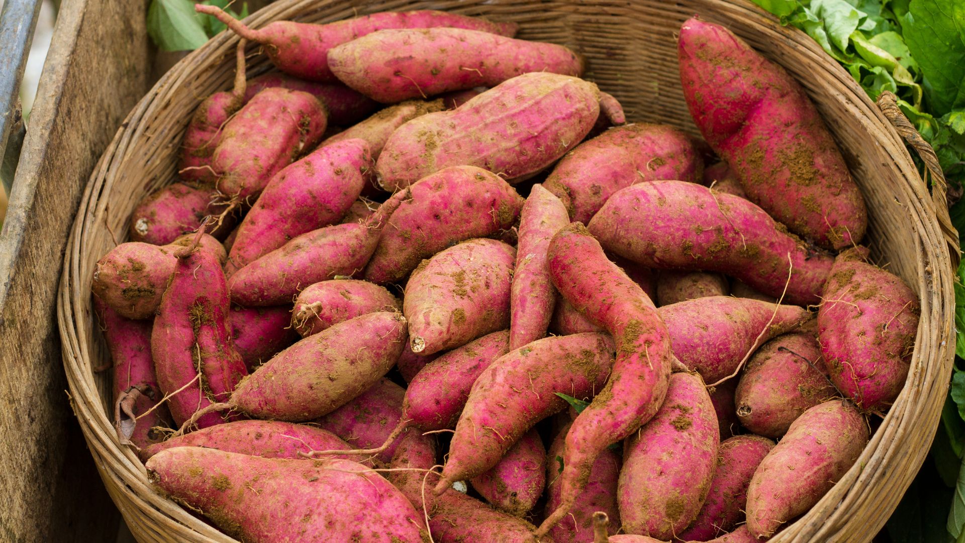 Perché la patata zuccherina di Frigole è così speciale?