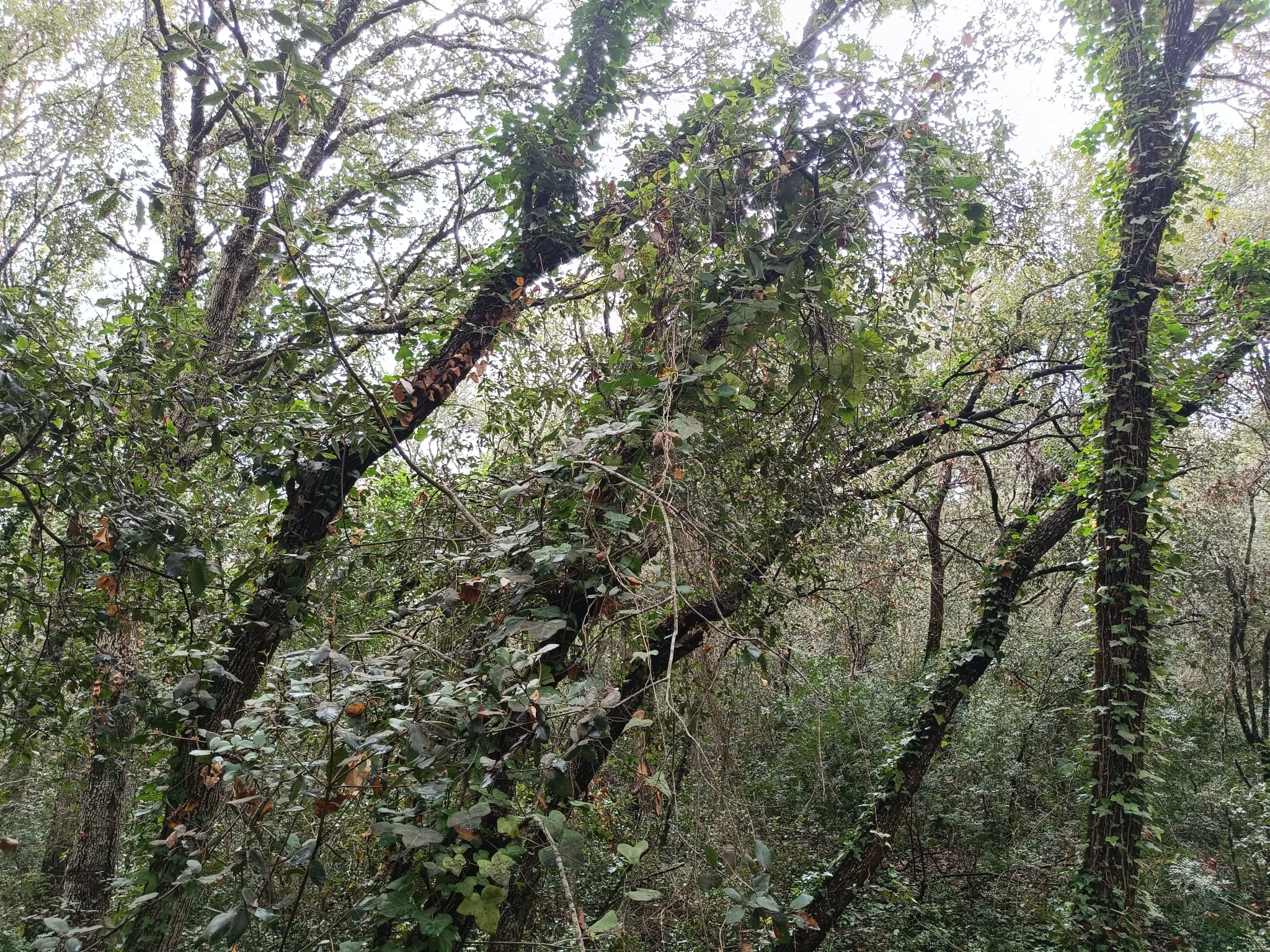 Dalla foresta ai campi: il volto del Salento che cambia 