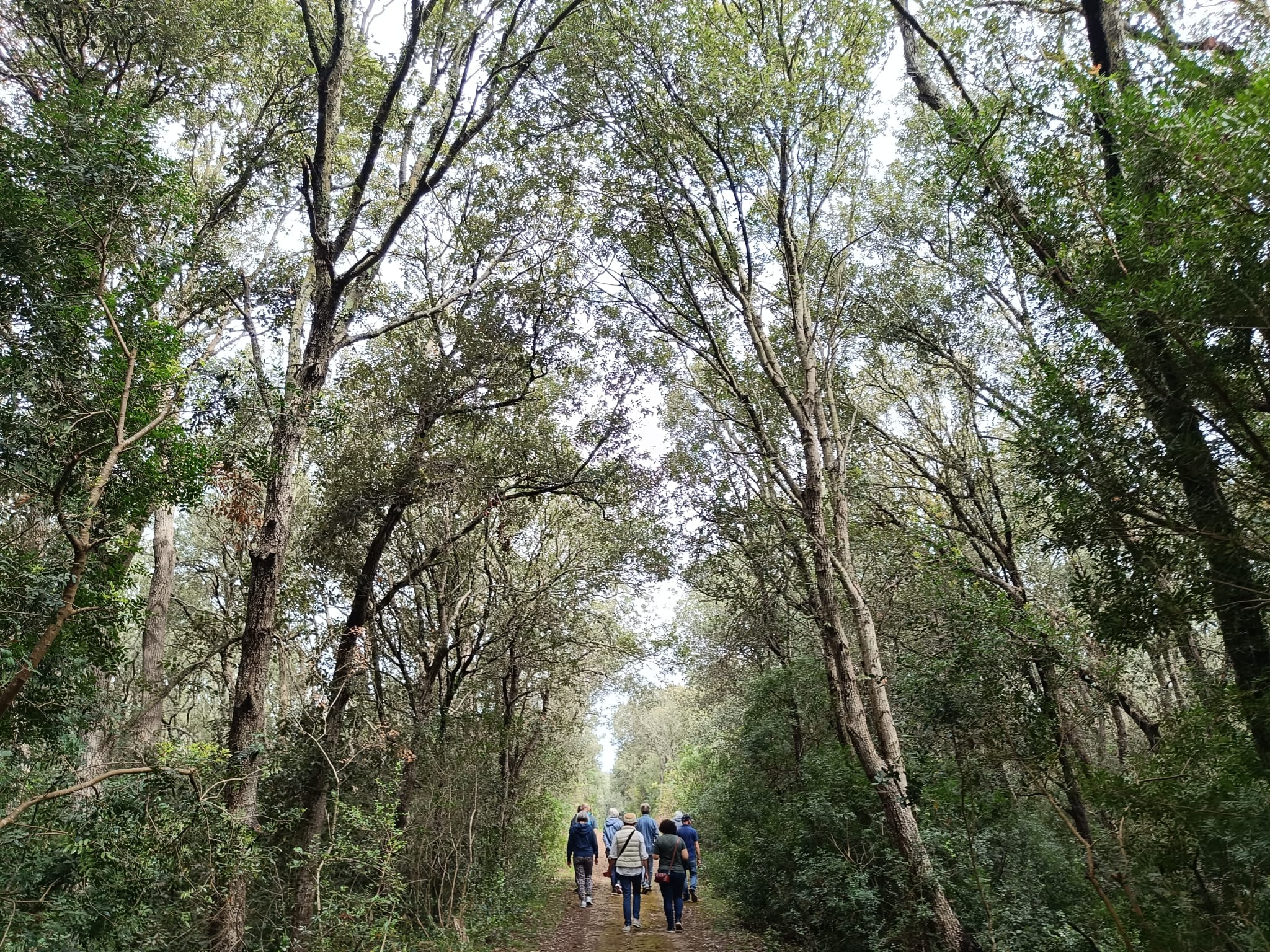 Bosco della Cervalora