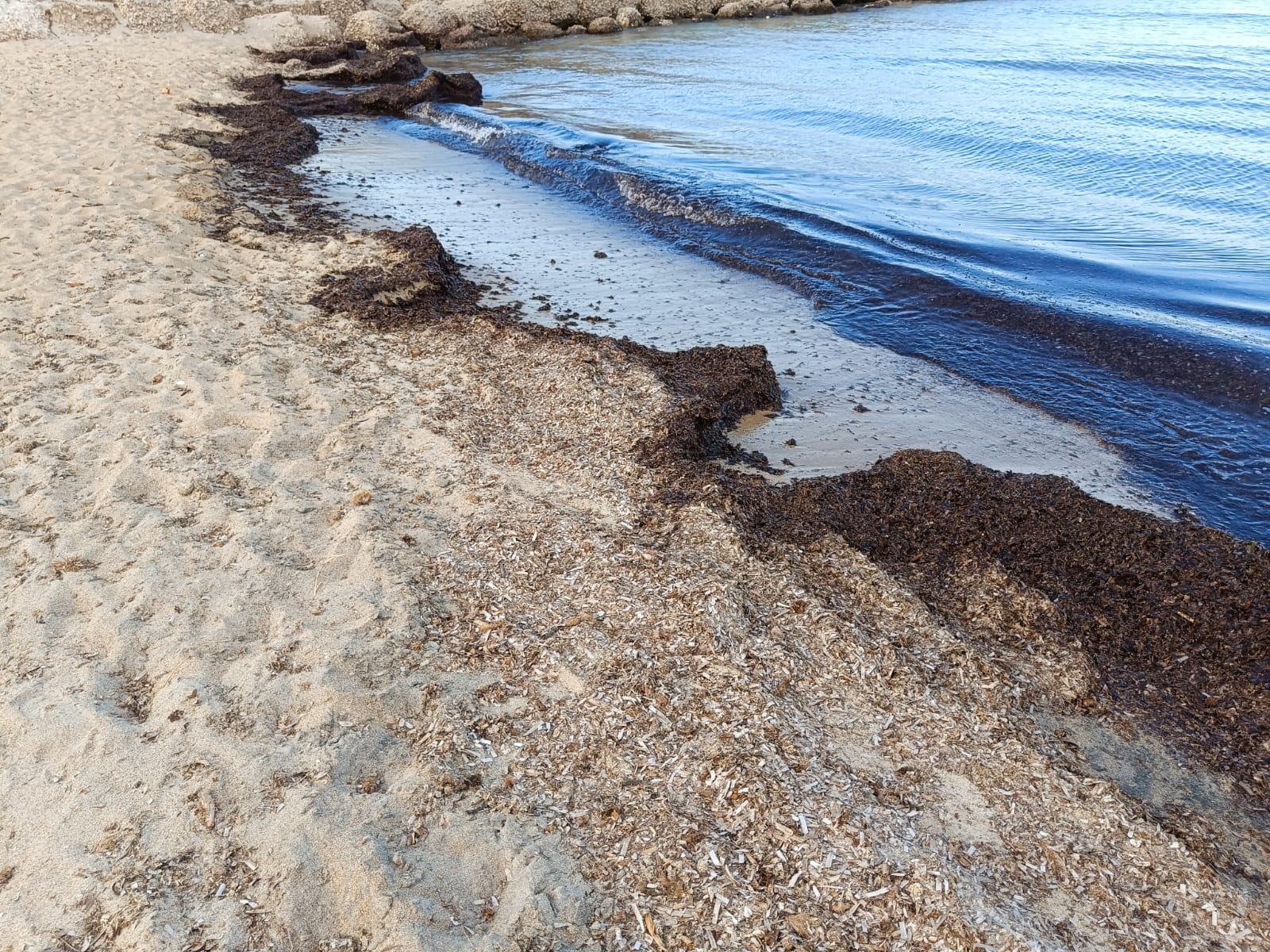 La Posidonia spiaggiata: un problema da risolvere o una risorsa da valorizzare?